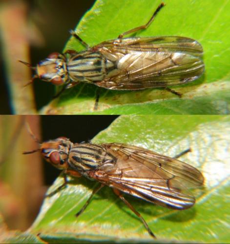 Dorycera graminum